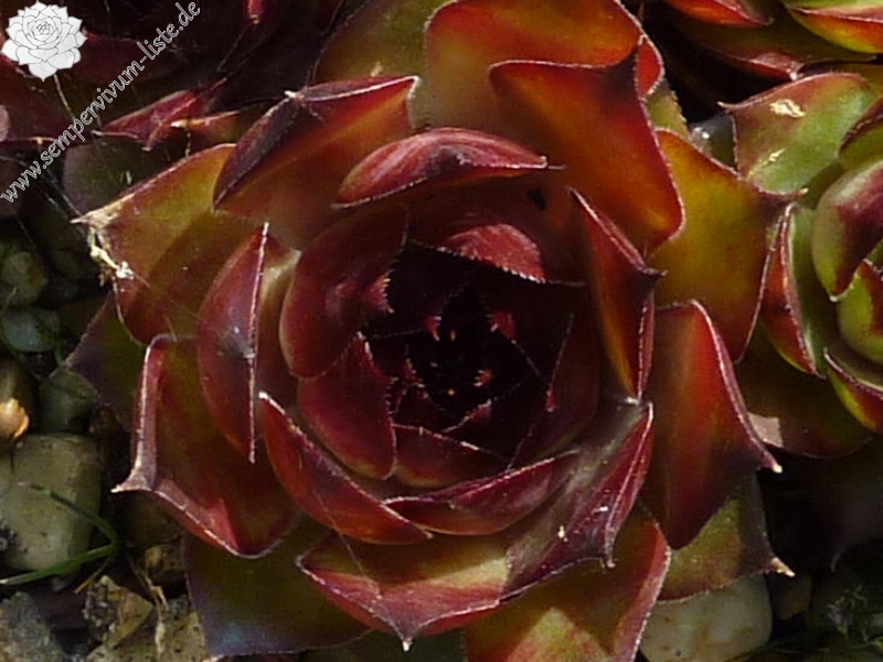 Red Rohesia
