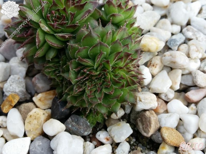 Red Rohesia