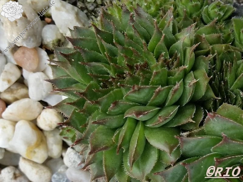Red Rohesia