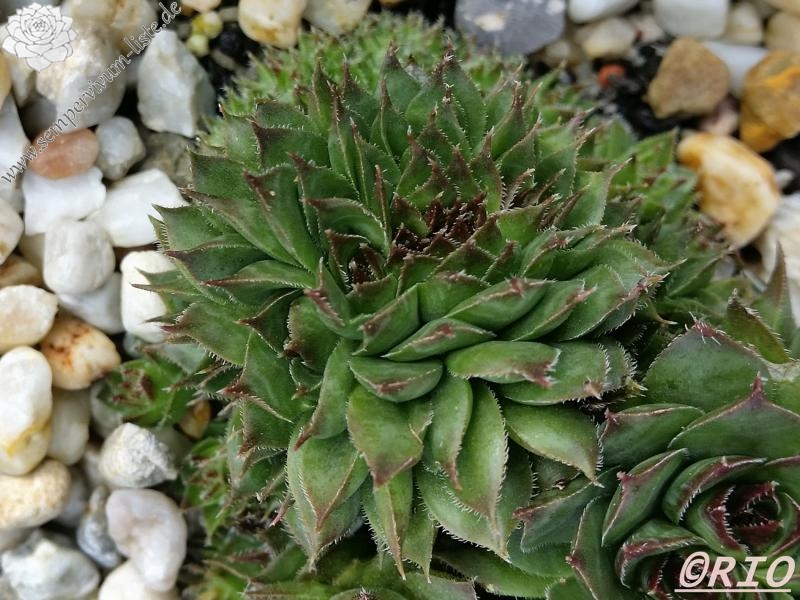 Red Rohesia