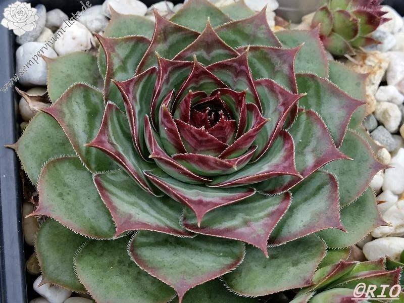 Red Rohesia