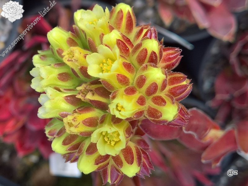 Red Andre Smits / Jovi