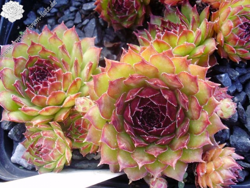 Glauca Minor