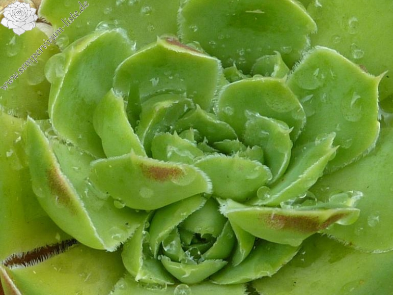 Golden Suzanna / Jovi