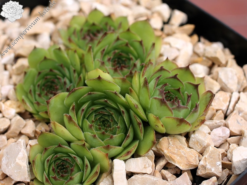 Green Star