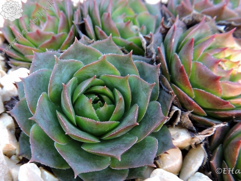 Green Star