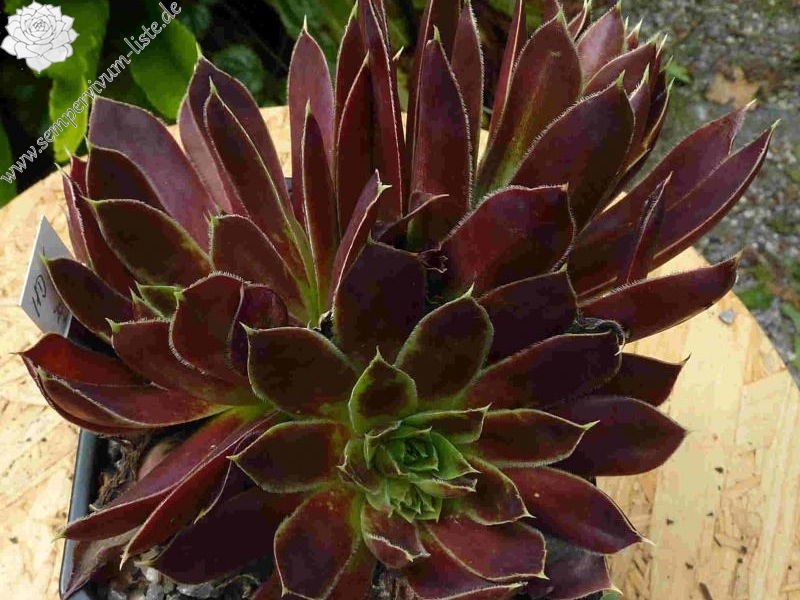 Red Andre Smits / Jovi