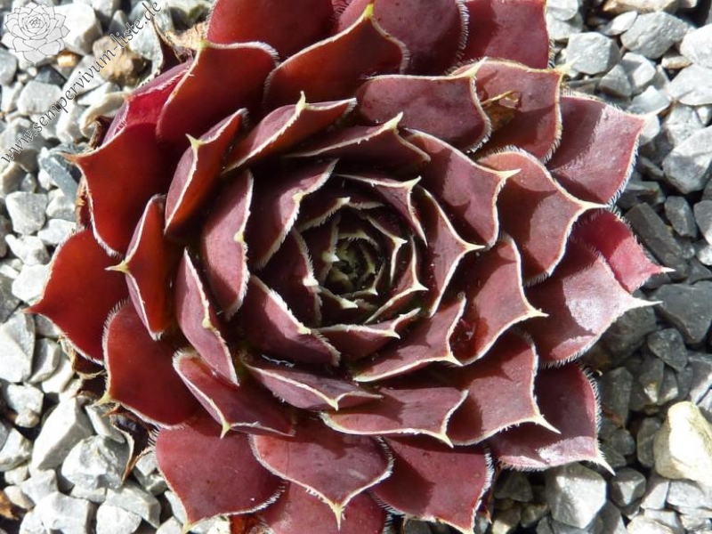 Red Andre Smits / Jovi