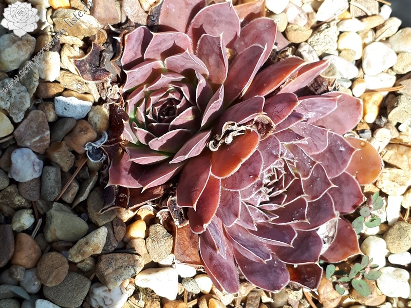 Red Andre Smits / Jovi