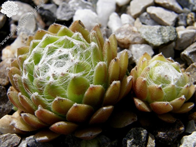 Sill's Wunderblume