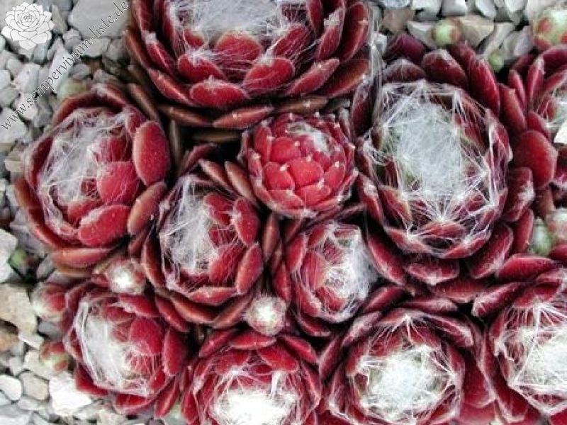 Sill's Wunderblume