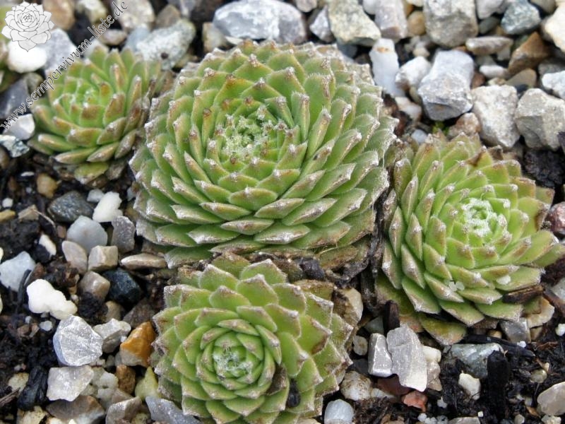 Sill's Wunderblume