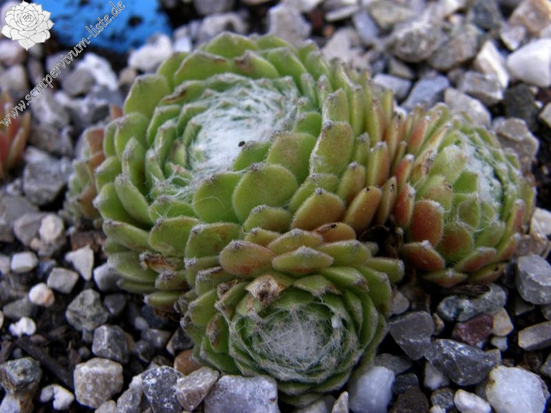 Sill's Wunderblume
