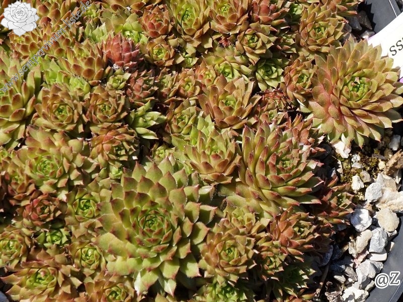 Sonnenkuss