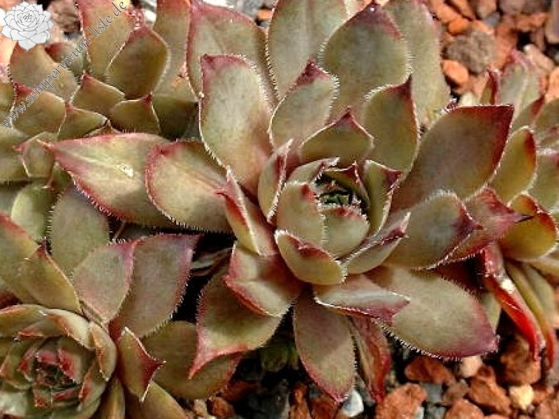 Spinello