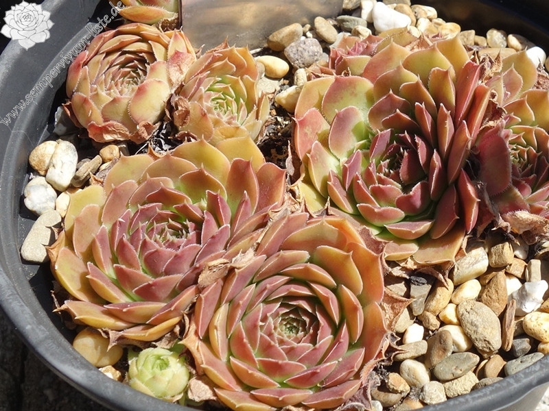 St Elias Mountains / Jovi