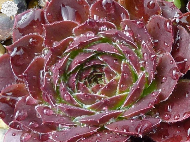 St Elias Mountains / Jovi