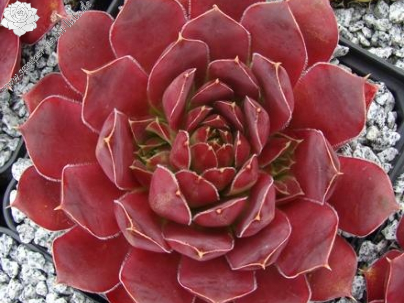 Sylvan Memory / Jovi