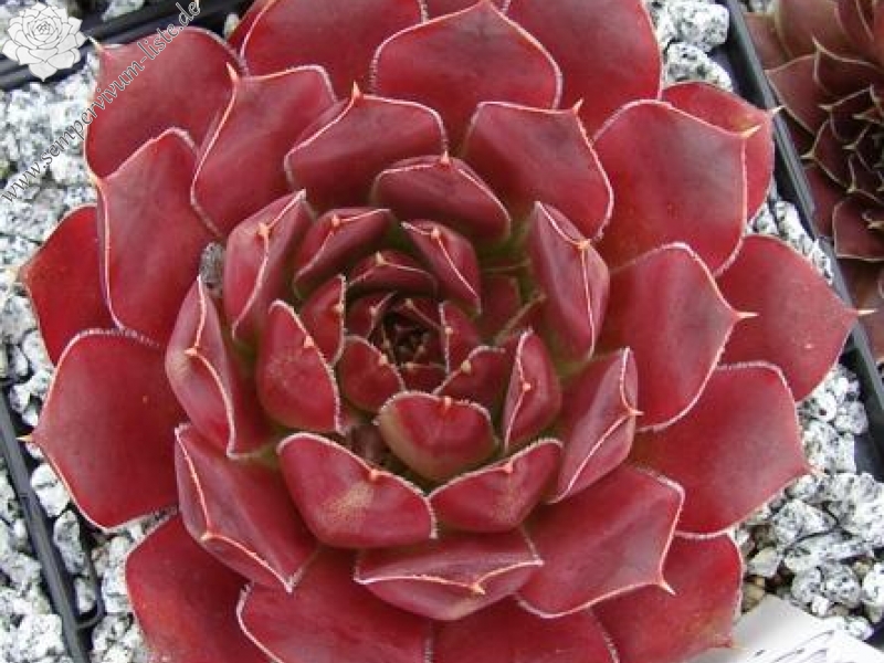 Sylvan Memory / Jovi