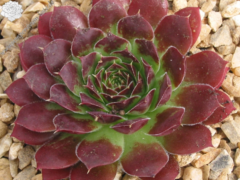 Sylvan Memory / Jovi