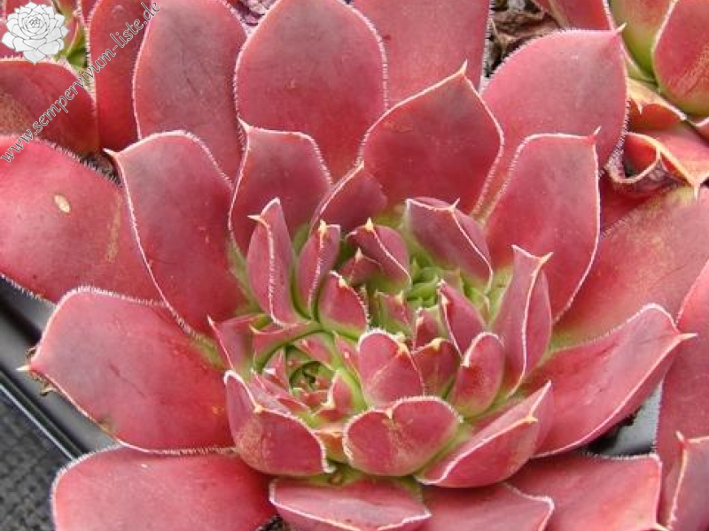 Sylvan Memory / Jovi