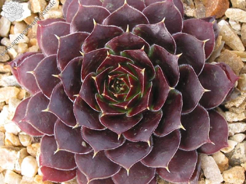 Sylvan Memory / Jovi