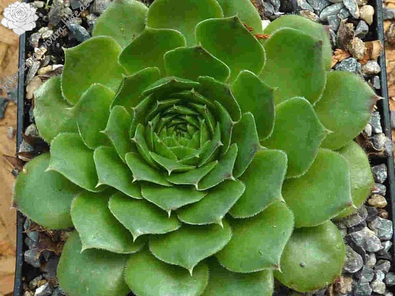 Green Spur / Jovi