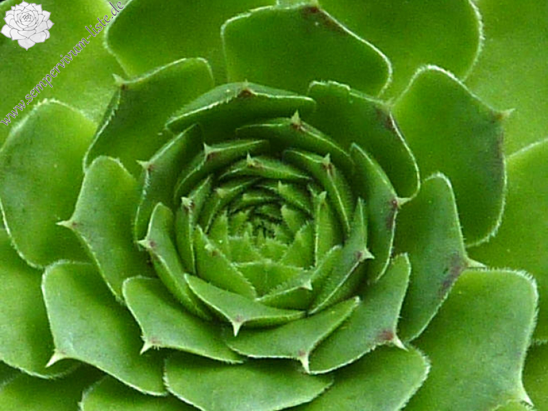 Green Spur / Jovi
