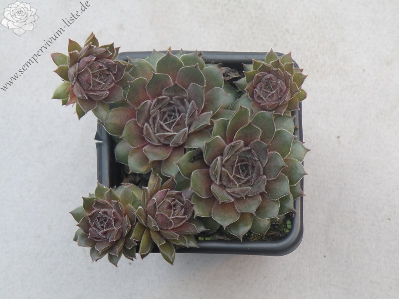 Greyolla