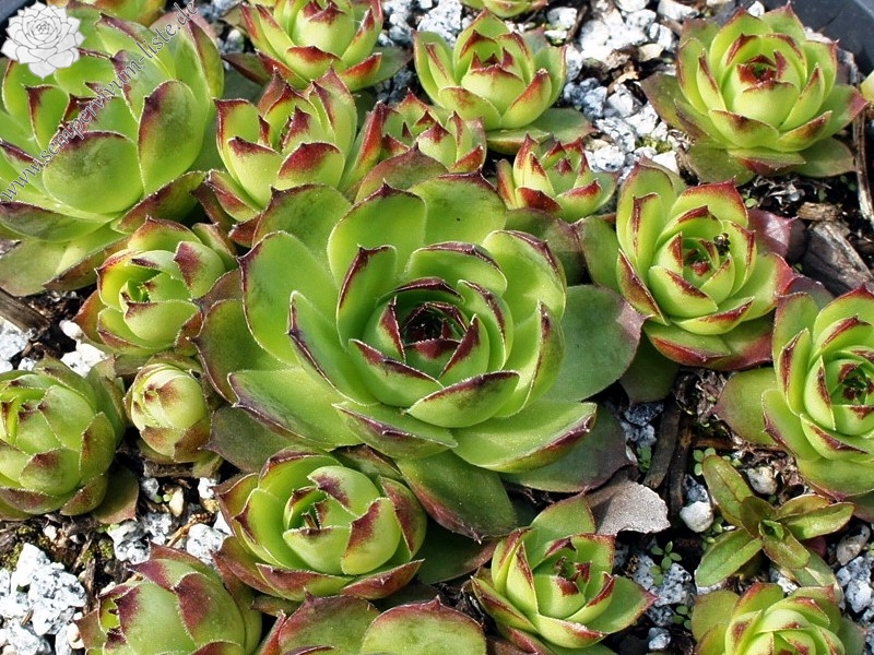 Grunspur