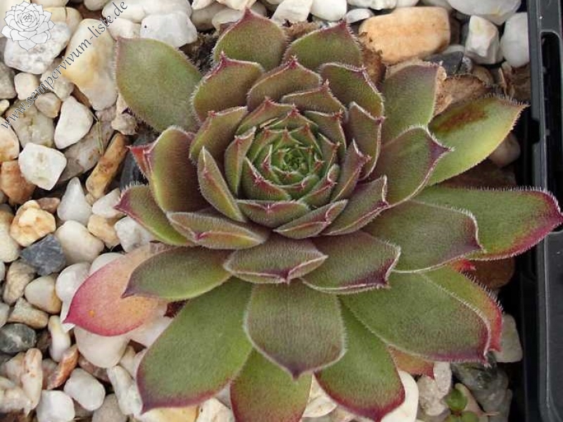 Greyolla