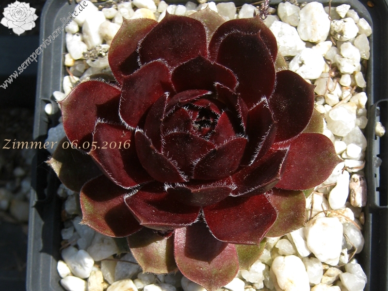 Tudor Rose