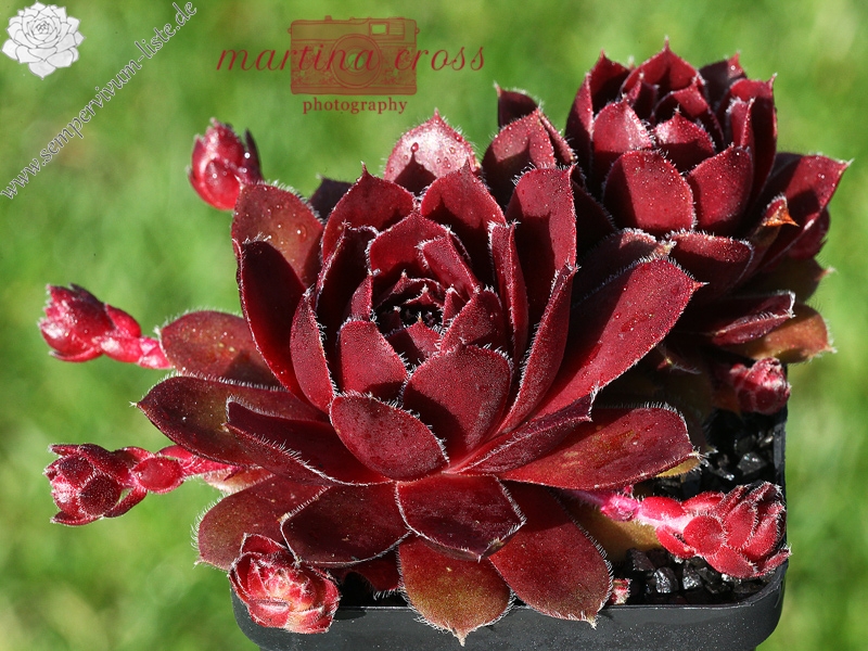 Tudor Rose