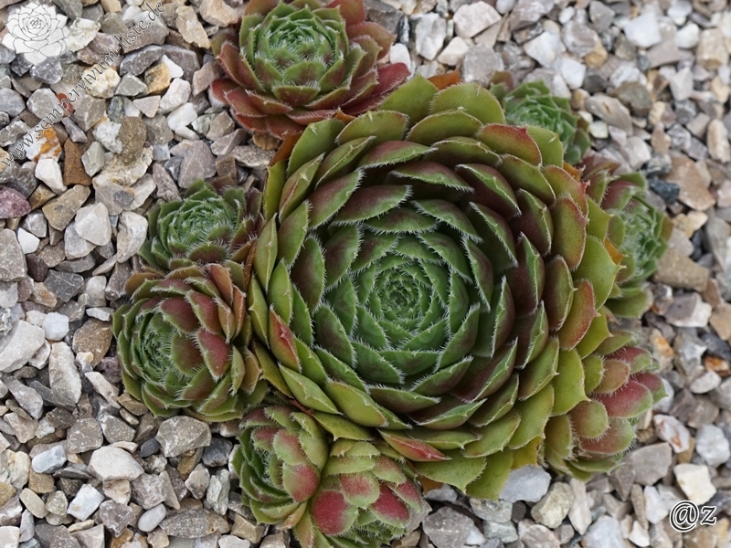 Tudor Rose