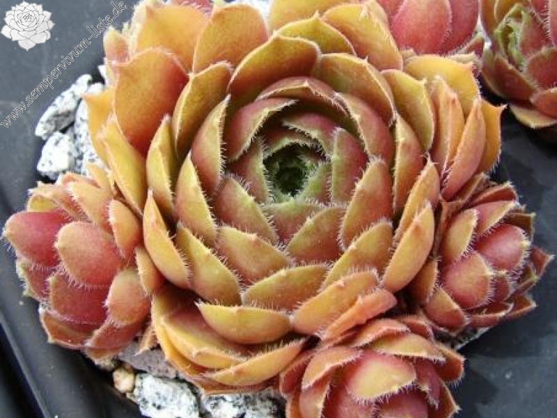 Tudor Rose