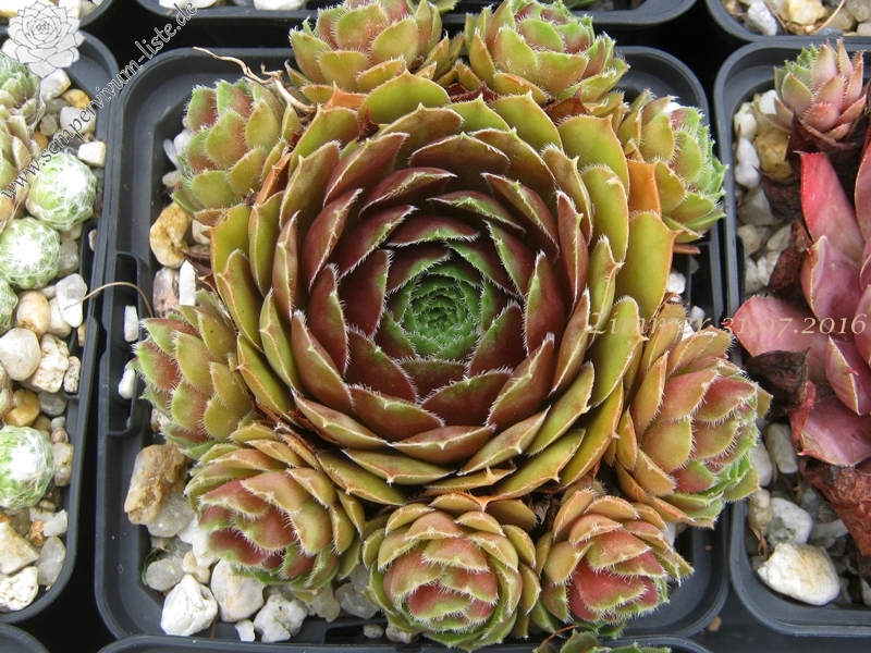 Tudor Rose