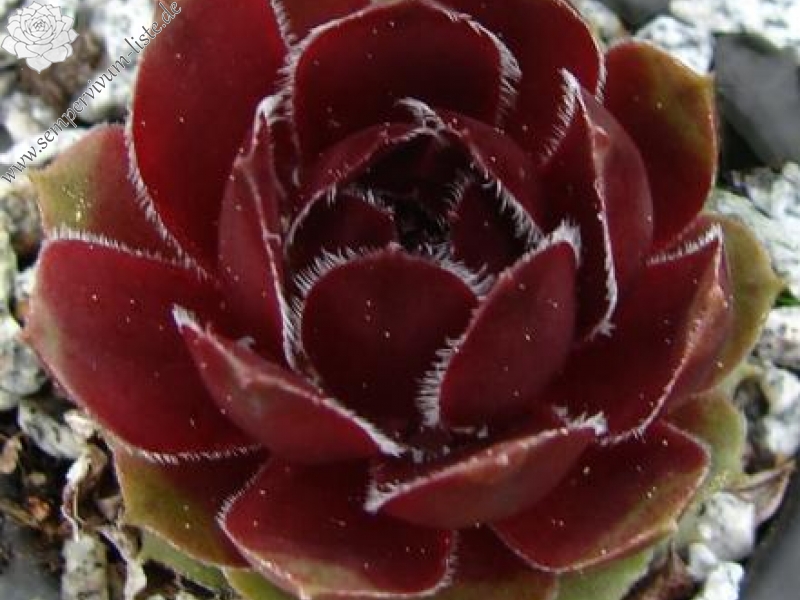 Tudor Rose