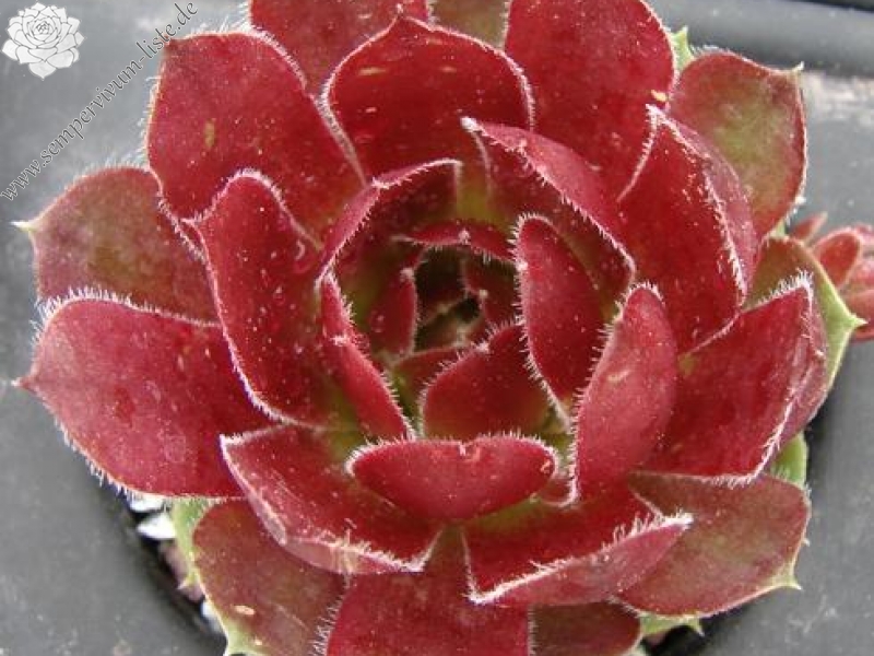 Tudor Rose