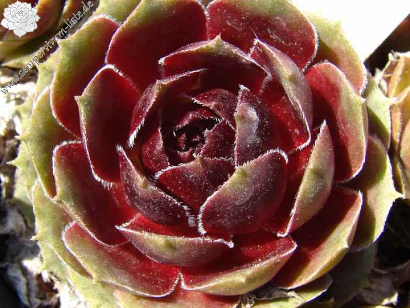 Tudor Rose
