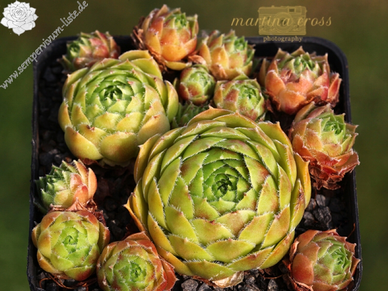 Tudor Rose