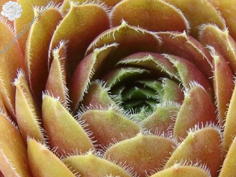 Tudor Rose