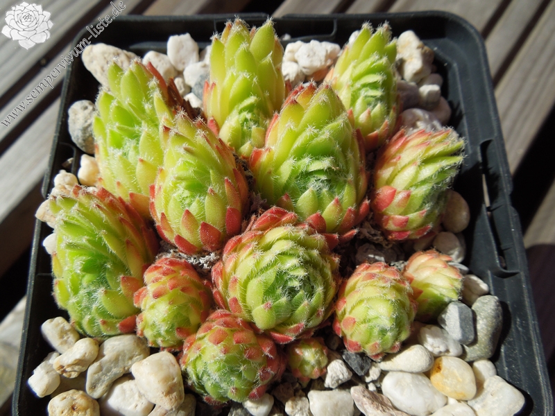 Green Smits