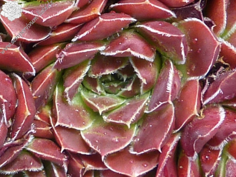 Salamon / Jovi