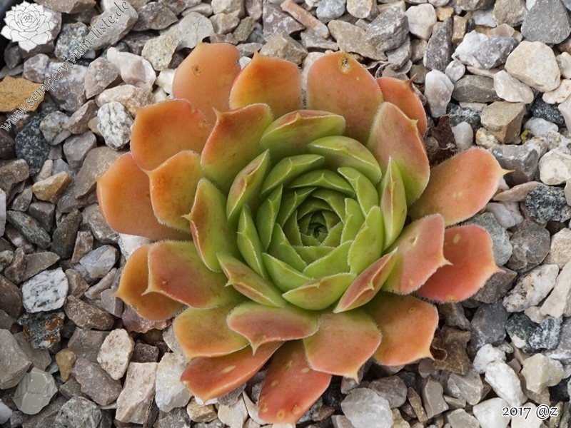 Golden Senne Boy / Jovi