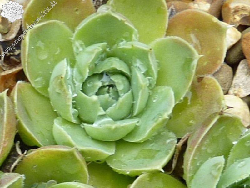 Green Horst Diehm / Jovi