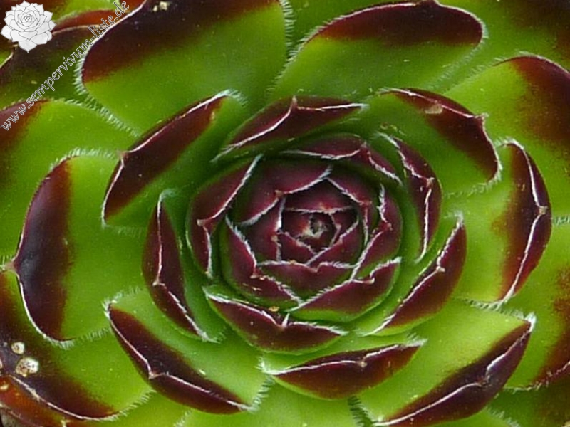 Groene Pluk / Jovi