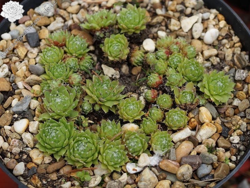 Green Smits