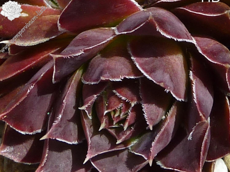 Tequilavulkaan / Jovi