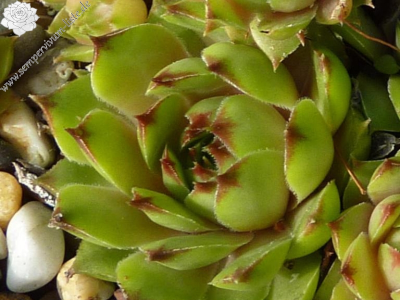 Green Caressa