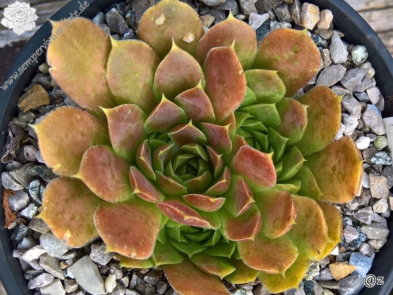 Golden Senne Boy / Jovi